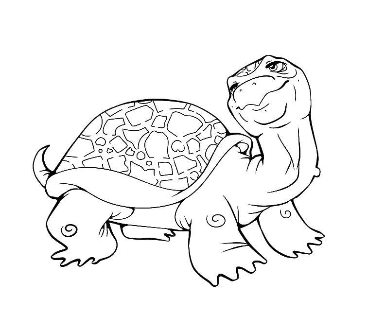 Название: Раскраска Добряк черепаха. Категория: Черепаха. Теги: Рептилия, черепаха.