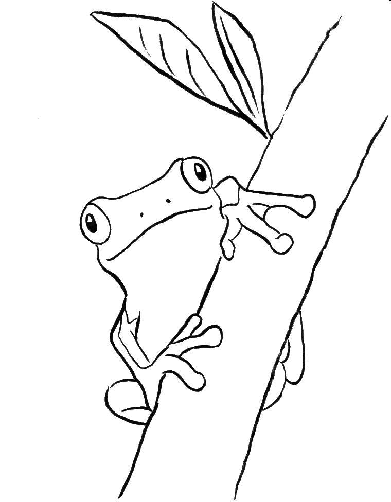 Название: Раскраска Древесная лягушка на ветке. Категория: рептилии. Теги: Рептилия, лягушка.