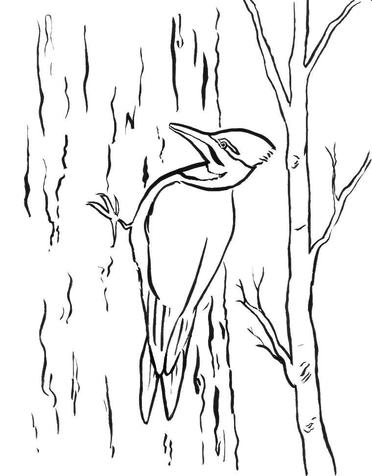 Название: Раскраска Дятел на дереве. Категория: птицы. Теги: Птицы.