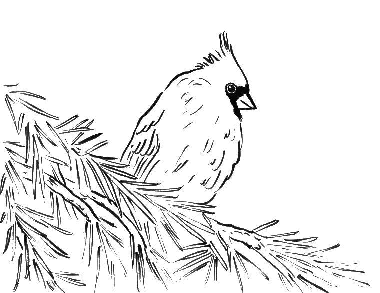 Название: Раскраска Дятел на ветке ёлки. Категория: птицы. Теги: Птицы.