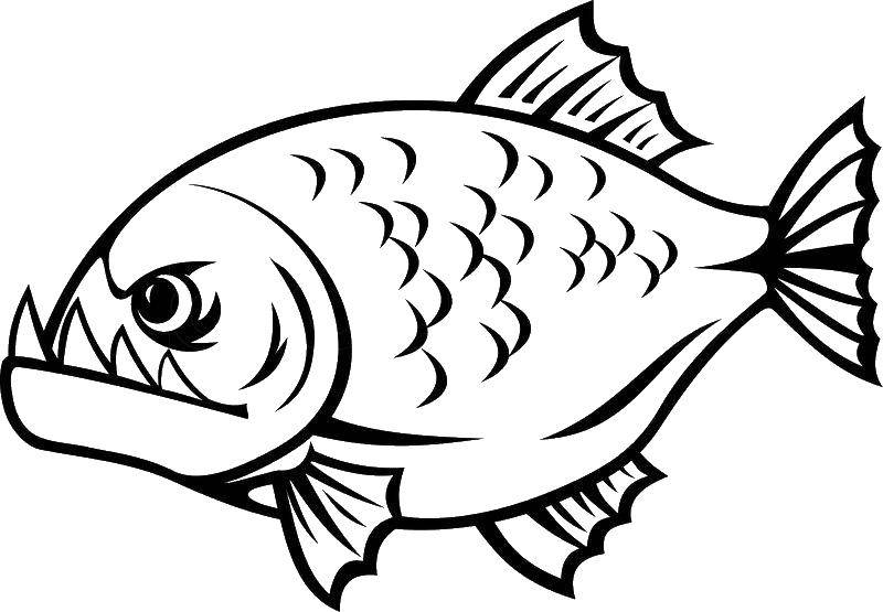 Название: Раскраска Хищная рыбка. Категория: морское. Теги: Подводный мир, рыба.