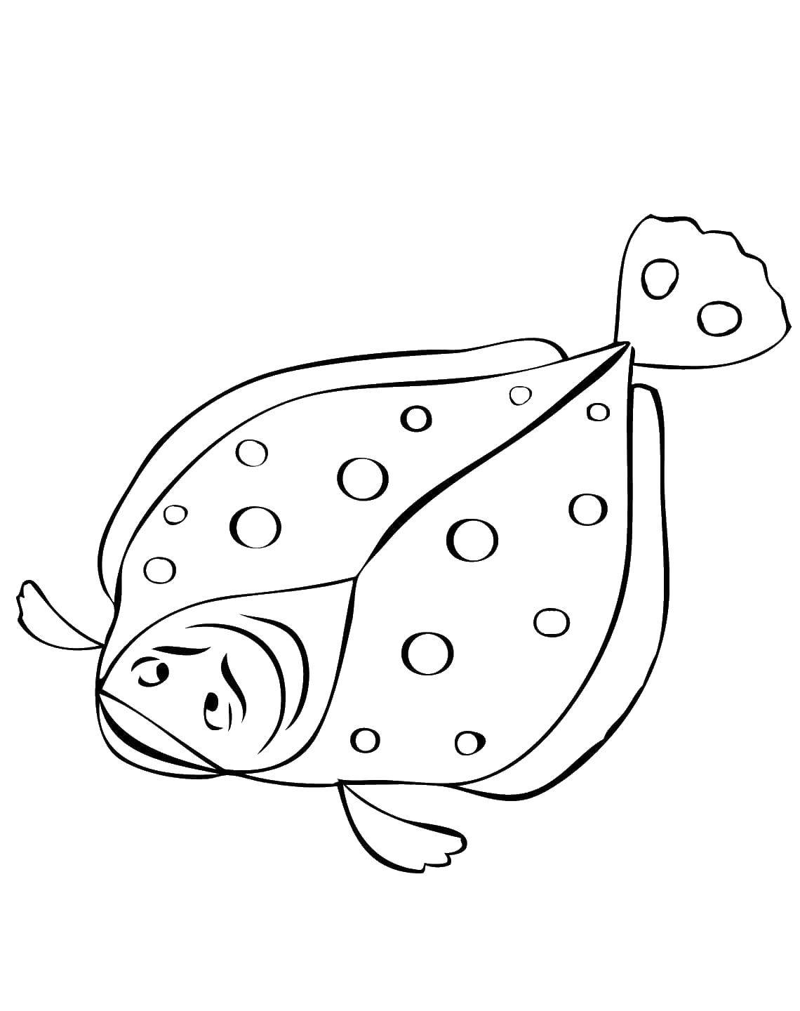 Название: Раскраска Камбала. Категория: раскраски. Теги: Подводный мир, рыба.