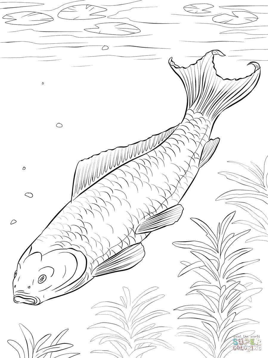 Coloring Carp under water. Category coloring. Tags:  Underwater world, fish.
