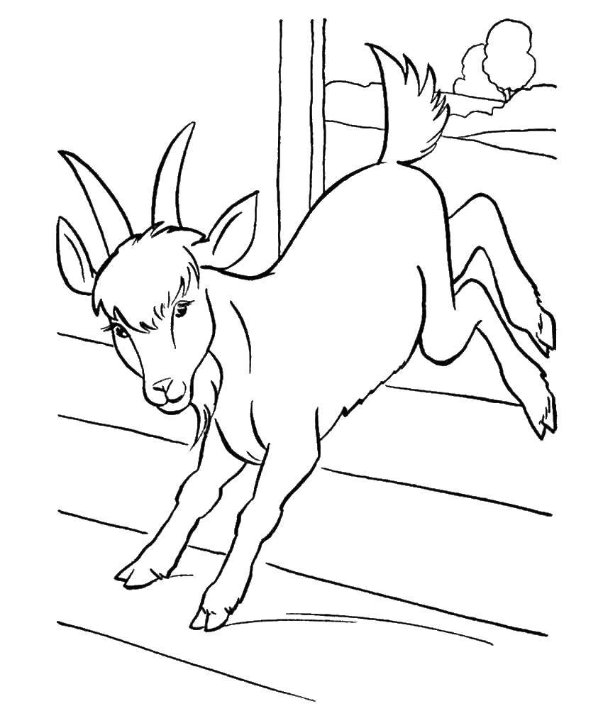 Coloring Goat. Category Animals. Tags:  animals, goats, cattle.