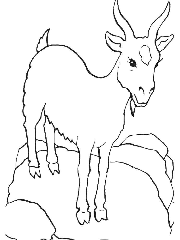 Название: Раскраска Коза. Категория: домашние животные. Теги: домашние животные, скот, коза.