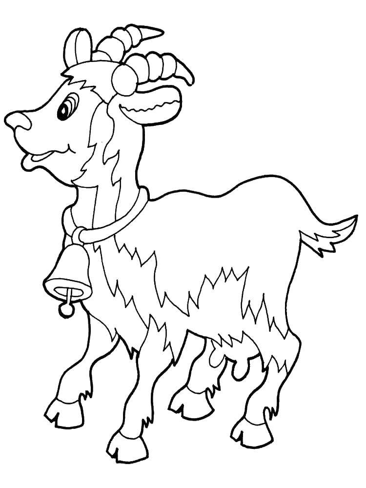 Coloring Goat. Category Pets allowed. Tags:  Pets, cattle, goats.