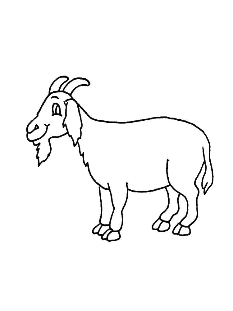 Coloring Goat. Category Pets allowed. Tags:  Pets. cattle, goat.