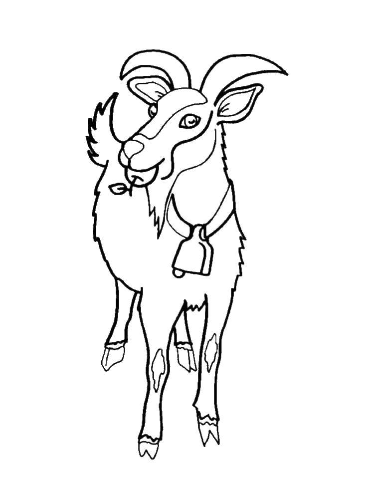 Coloring Goat with a bell. Category Pets allowed. Tags:  Pets. cattle, goat.