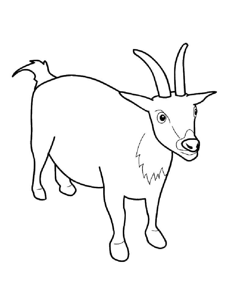 Coloring Goat.. Category Pets allowed. Tags:  Pets, goats.