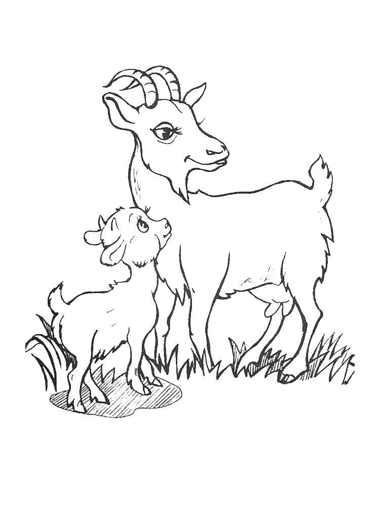 Coloring Goat. Category Animals. Tags:  animals, cattle, goats.