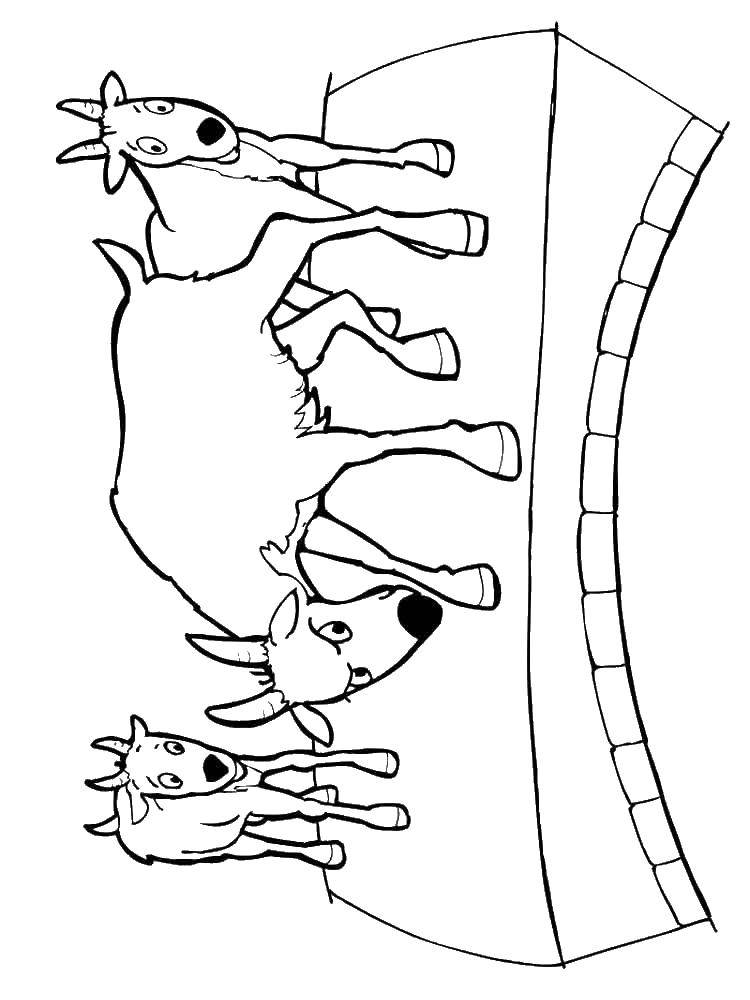 Coloring Goats. Category Animals. Tags:  cattle, goats.