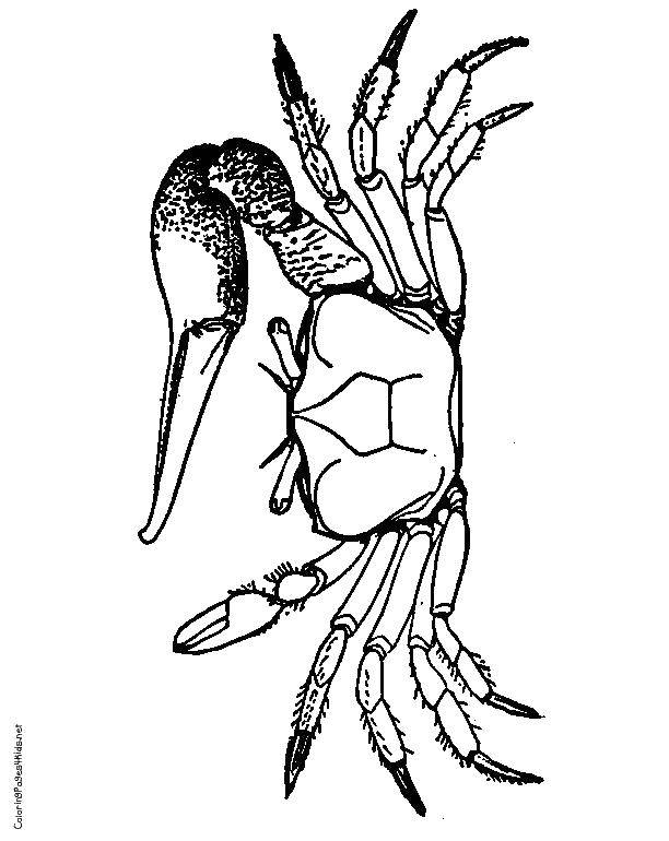 Coloring Crab with big claws. Category Crab. Tags:  crabs, sea creatures, claws.
