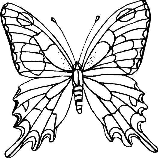 Название: Раскраска Красивая бабочка.. Категория: бабочки. Теги: бабочки, крылья, насекомые.