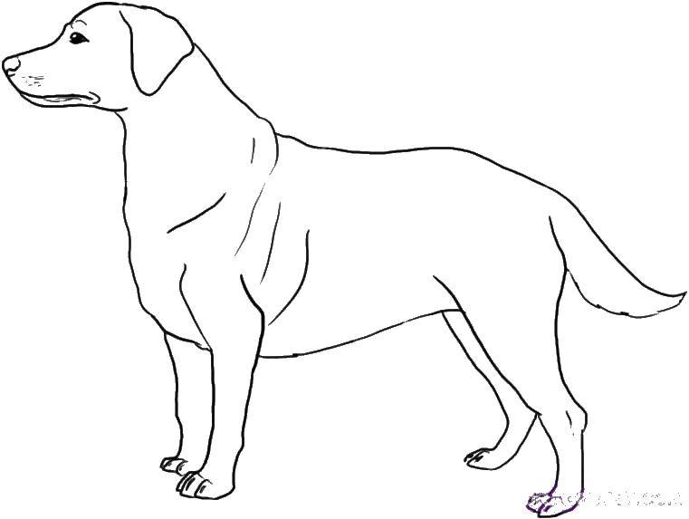 Название: Раскраска Красивая собака. Категория: Животные. Теги: Животные, собака.