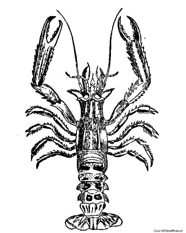 Название: Раскраска Красивый лобстер. Категория: раскраски. Теги: Подводный мир.
