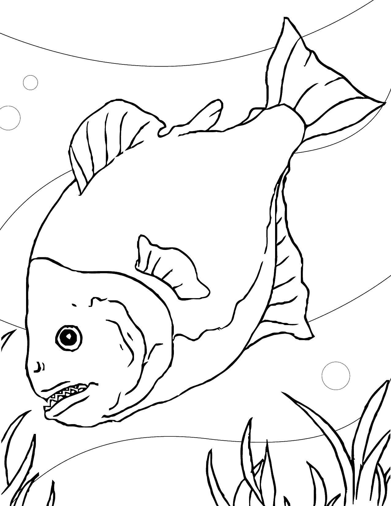 Название: Раскраска Кровожадная пиранья. Категория: раскраски. Теги: Подводный мир, рыба.