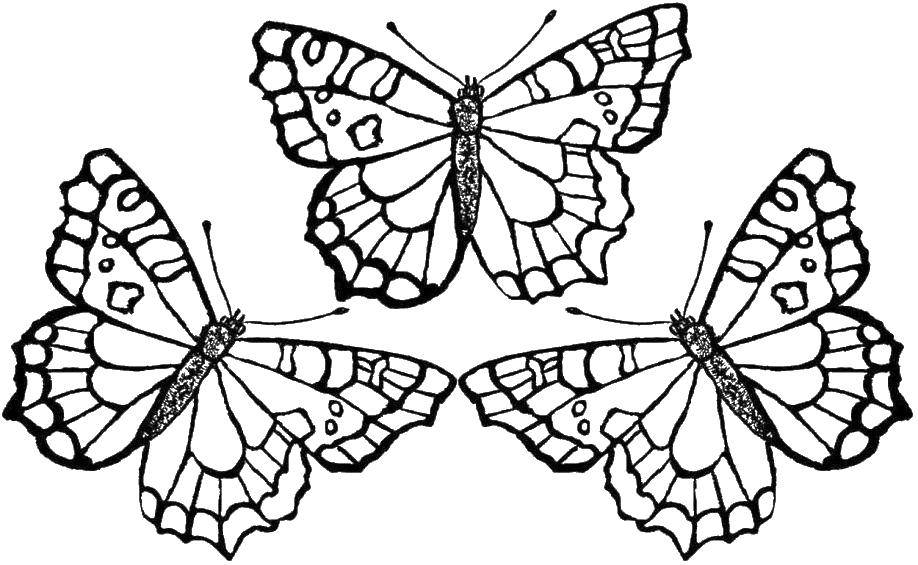 Coloring Winged butterfly. Category butterflies. Tags:  Butterfly.