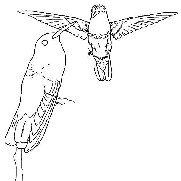Название: Раскраска Летящие колибри. Категория: птицы. Теги: Птицы.