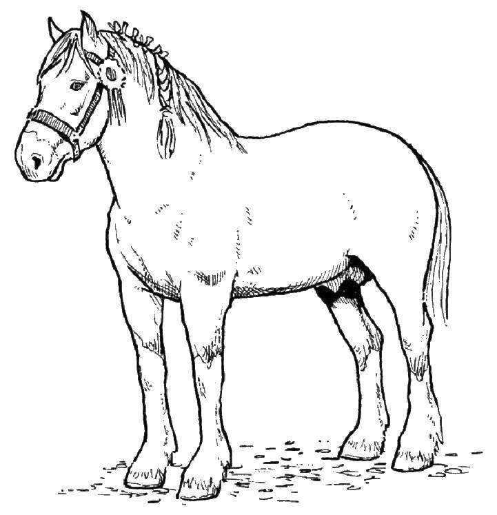 Название: Раскраска Лошадь с косичкой. Категория: Животные. Теги: Животные, лошадь.