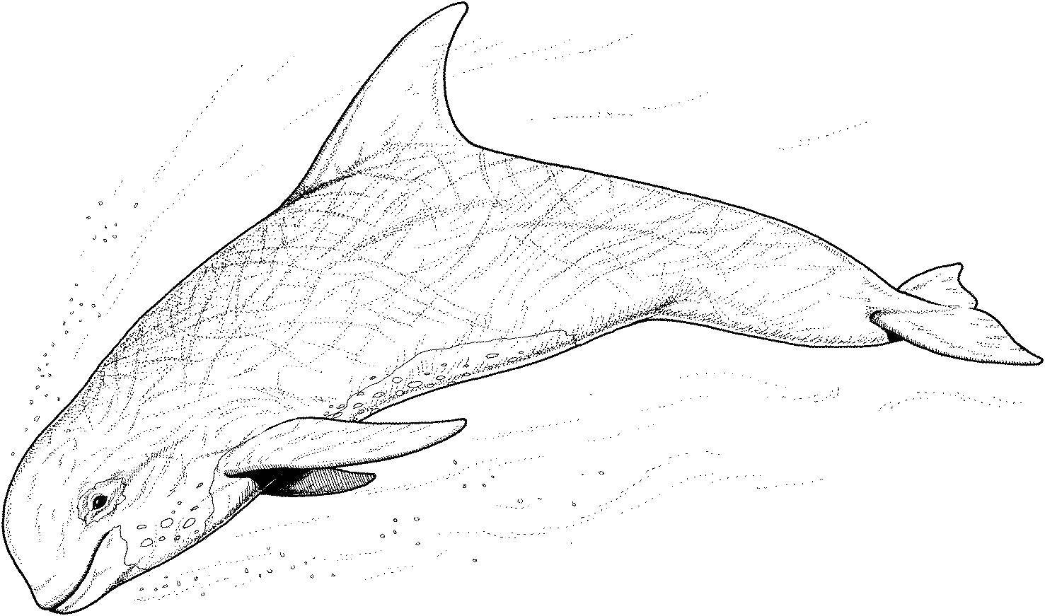 Coloring Peaceful Beluga. Category marine. Tags:  Underwater world, fish.