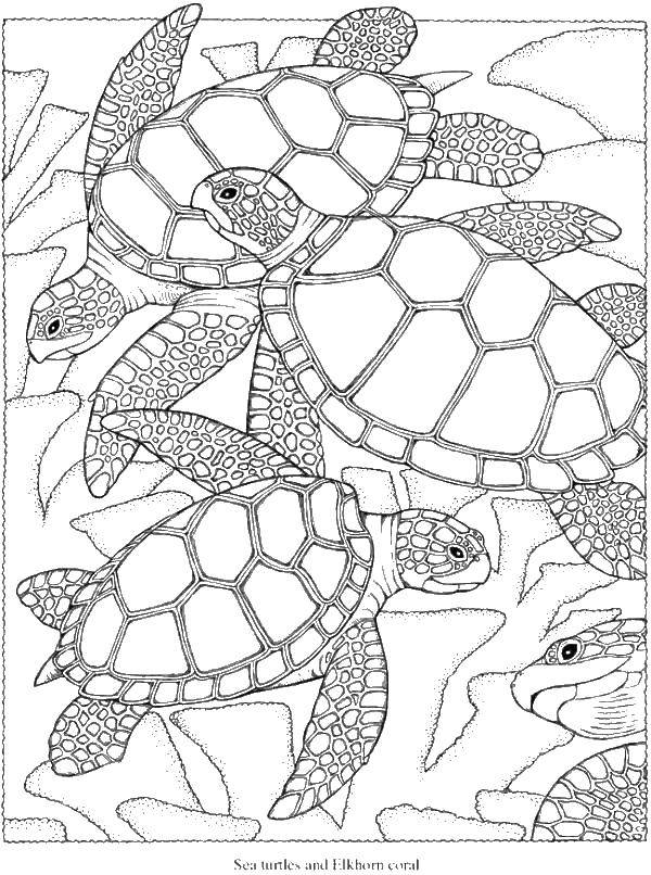Название: Раскраска Множество морских черепашек. Категория: Морская черепаха. Теги: Рептилия, черепаха.