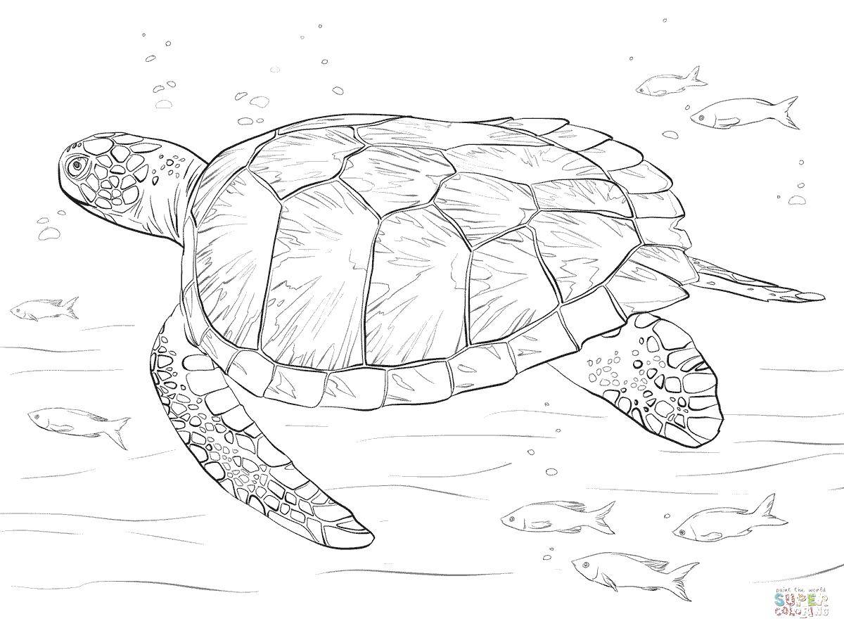 Название: Раскраска Морская черепаха плавает рядом с рыбами. Категория: Морская черепаха. Теги: Рептилия, черепаха.