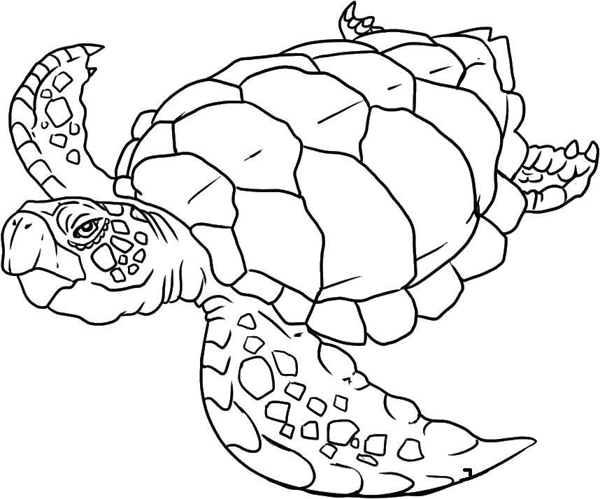 Название: Раскраска Морская черепаха плывет в воде. Категория: Морская черепаха. Теги: Рептилия, черепаха.