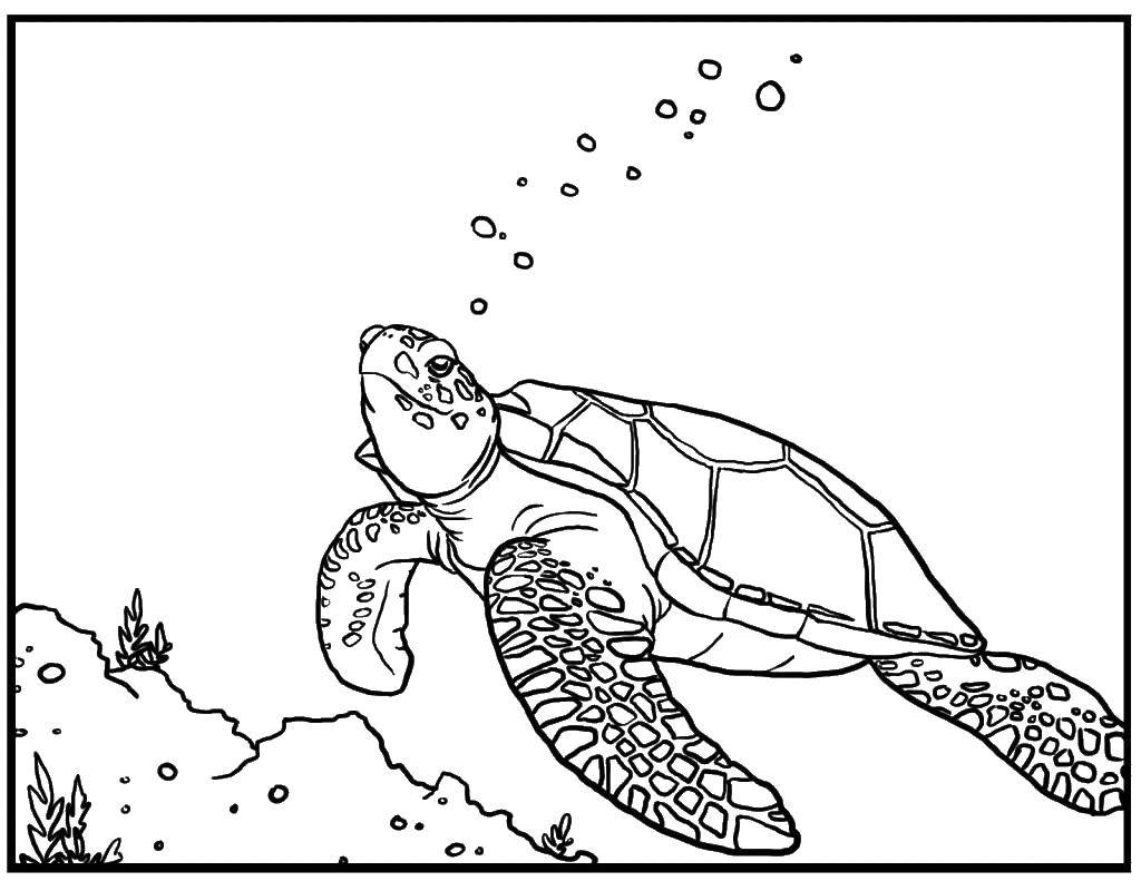 Название: Раскраска Морская черепаха пускает пузыри. Категория: Морская черепаха. Теги: Рептилия, черепаха.