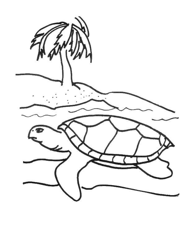 Название: Раскраска Морская черепашка на пляже. Категория: Морская черепаха. Теги: Рептилия, черепаха.