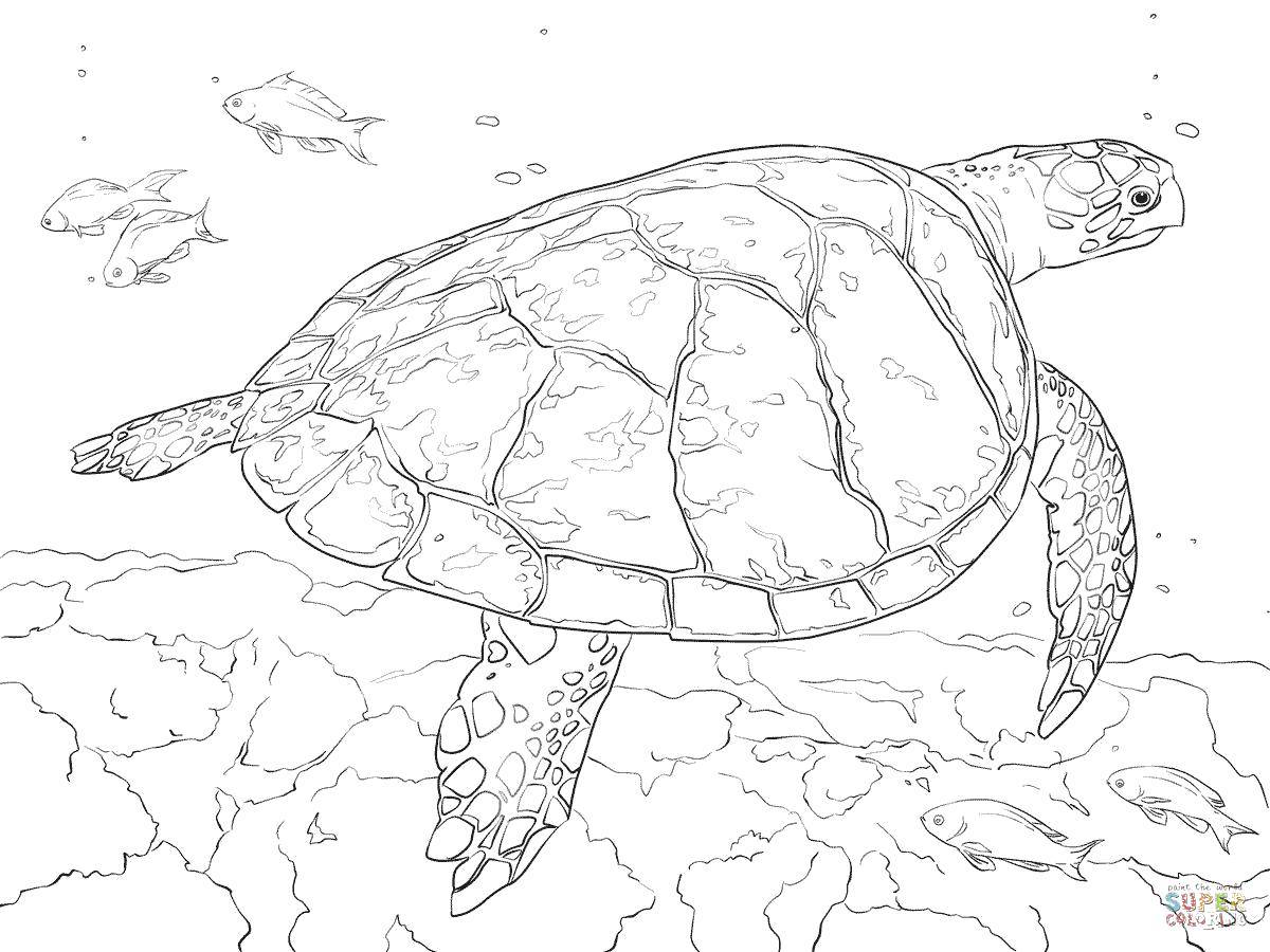 Название: Раскраска Морская черепашка плавает у дна. Категория: Морская черепаха. Теги: Рептилия, черепаха.