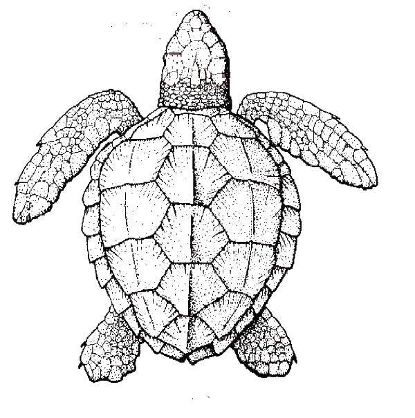 Название: Раскраска Морская черепашка сверху. Категория: Морская черепаха. Теги: Рептилия, черепаха.