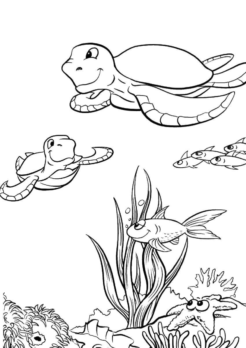 Название: Раскраска Морские черепахи плавают вместе. Категория: Морская черепаха. Теги: Рептилия, черепаха.