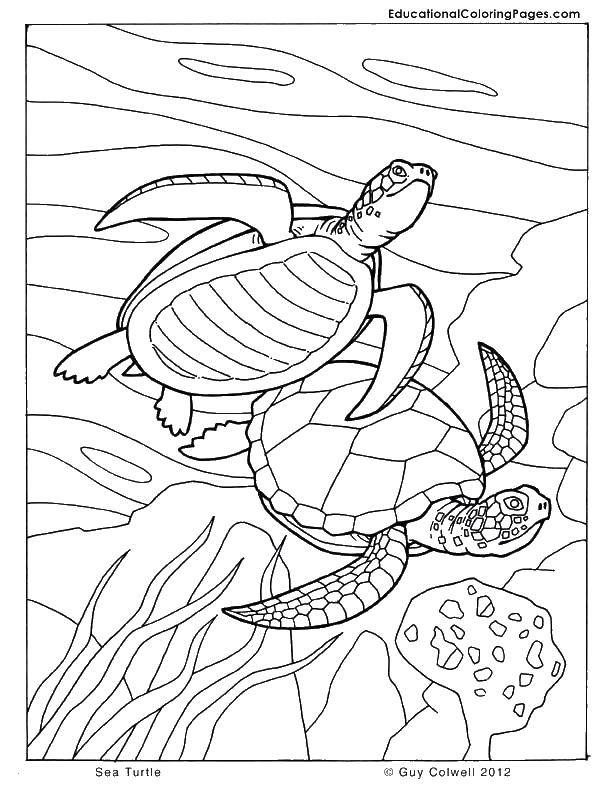 Название: Раскраска Морские черепахи в стае. Категория: Морская черепаха. Теги: Рептилия, черепаха.