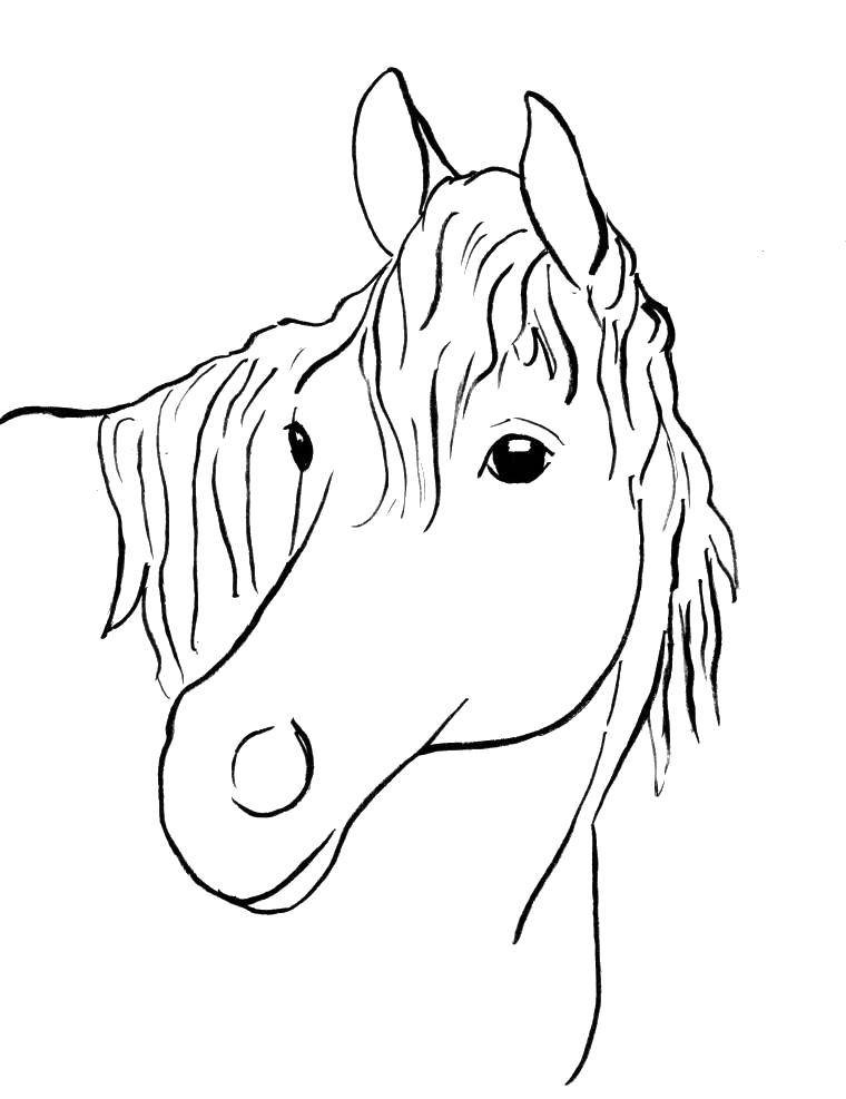 Название: Раскраска Мудрая лошадь. Категория: Животные. Теги: Животные, лошадь.