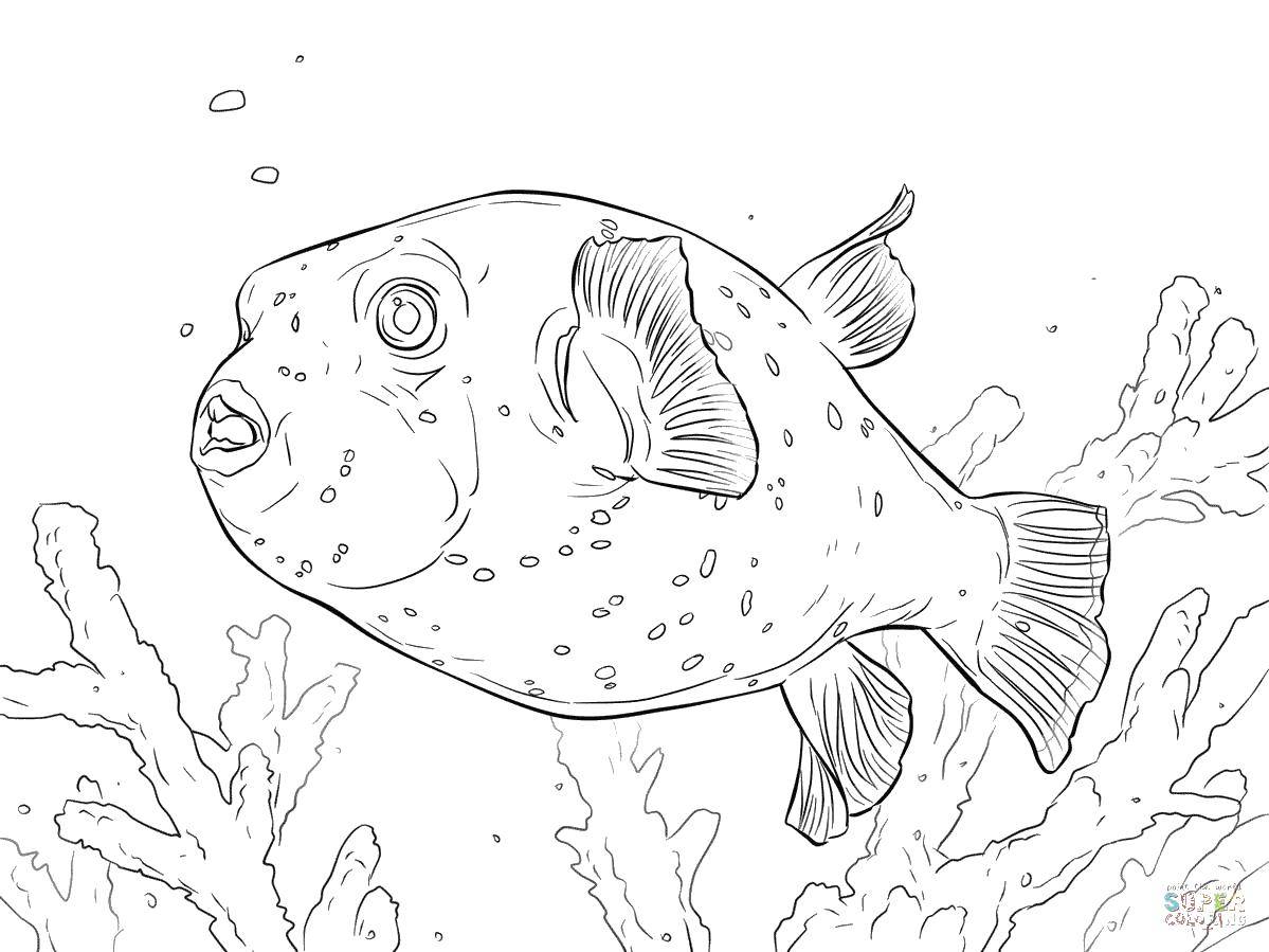Название: Раскраска Неуклюжая рыбка. Категория: рыбы. Теги: Подводный мир, рыба.