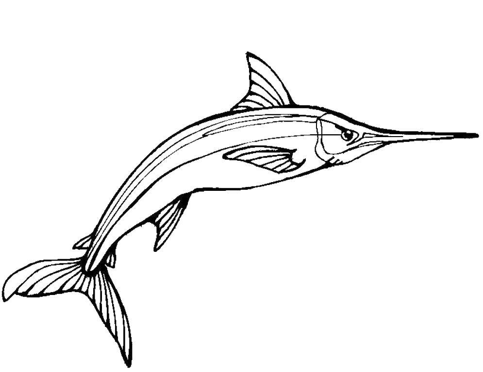 Название: Раскраска Острый нос рыбы меч. Категория: раскраски. Теги: Подводный мир, рыба.