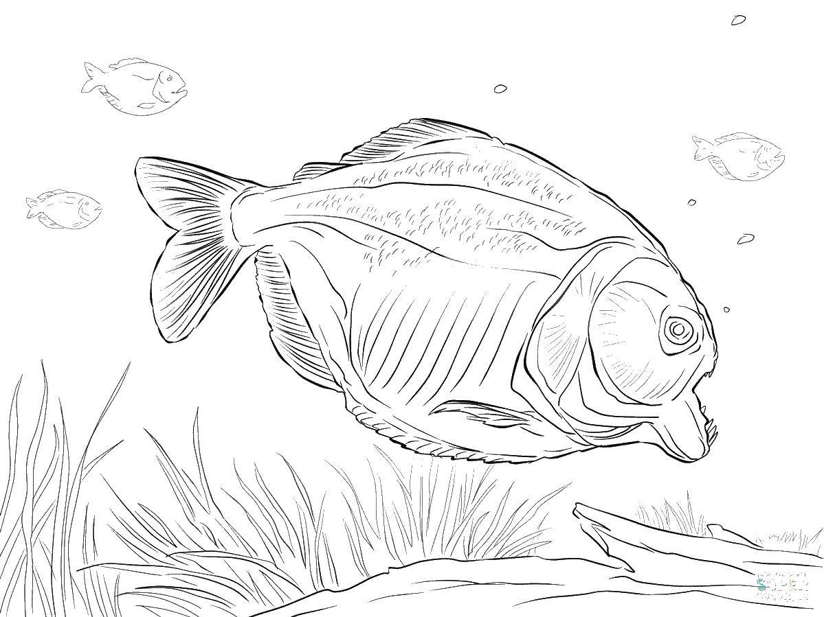 Название: Раскраска Пиранья на охоте. Категория: раскраски. Теги: Подводный мир, рыба.
