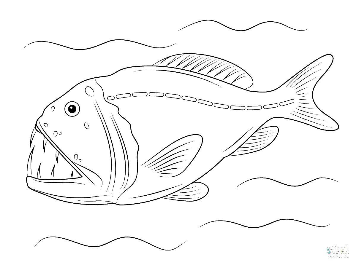 Название: Раскраска Пиранья. Категория: раскраски. Теги: Подводный мир, рыба.