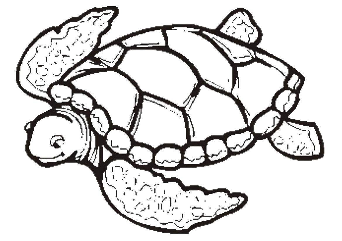 Название: Раскраска Плавание черепашки. Категория: Черепаха. Теги: Рептилия, черепаха.