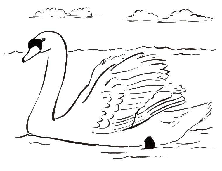 Coloring Floating Swan. Category birds. Tags:  Birds, Swan.