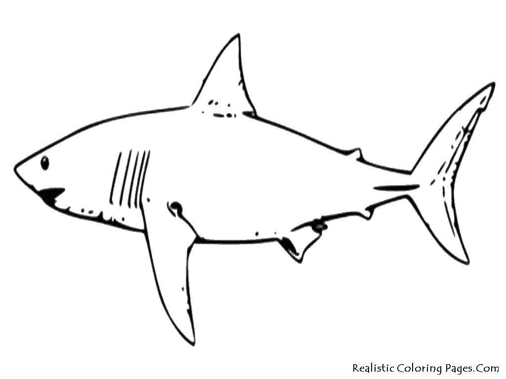 Название: Раскраска Плывущая акула. Категория: морское. Теги: Подводный мир, рыба, акула.