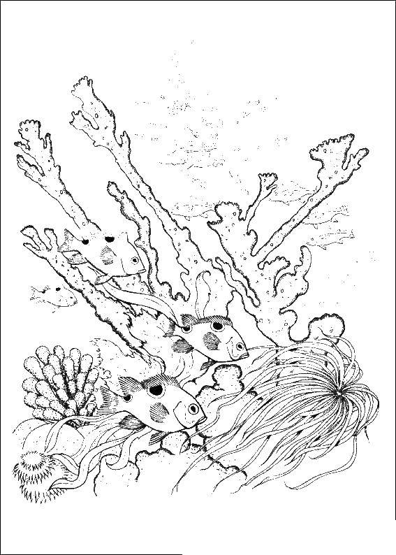 Coloring Underwater reef. Category marine. Tags:  reef, sea.
