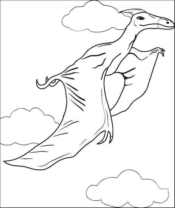 Название: Раскраска Птеранодон летает. Категория: динозавр. Теги: Динозавры.