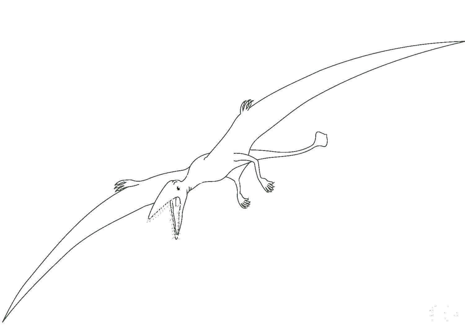 Название: Раскраска Птеранодон на охоте. Категория: динозавр. Теги: Динозавры.