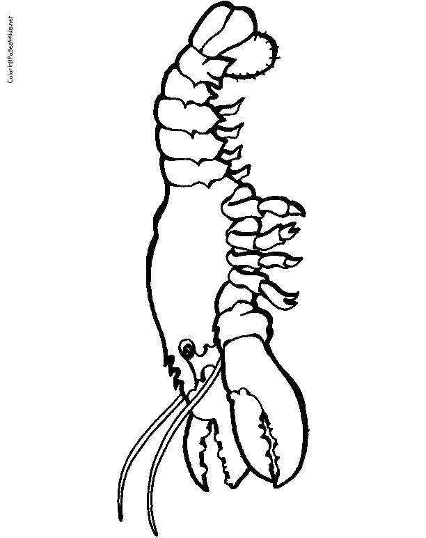 Название: Раскраска Рак. Категория: раскраски. Теги: морские обитатели, ракообразные, лобстеры, раки.