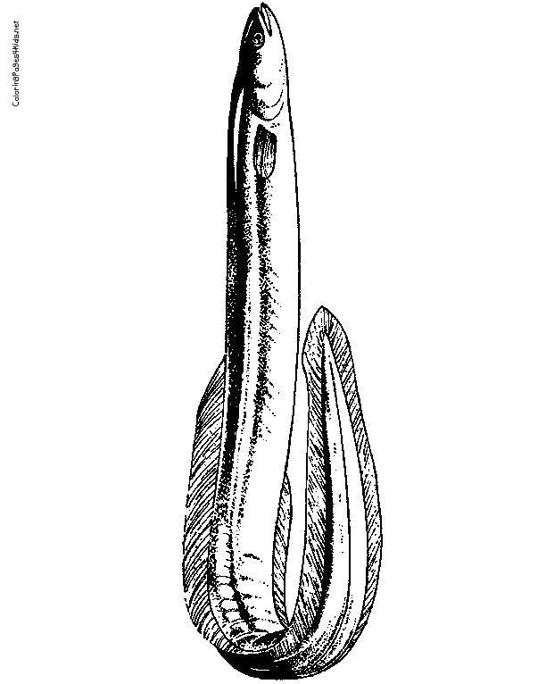 Название: Раскраска Рисунок мурены. Категория: раскраски. Теги: Подводный мир.