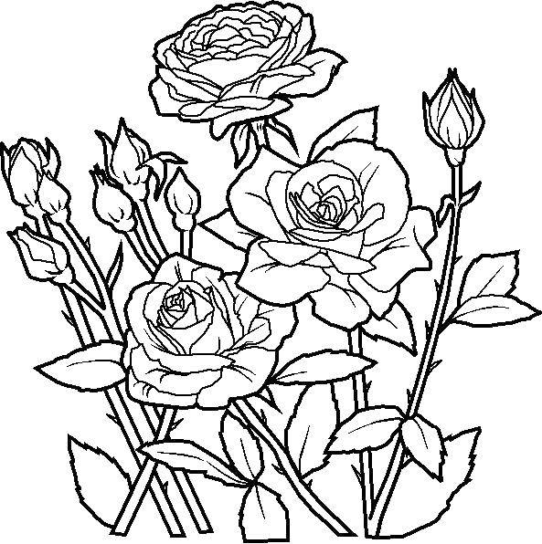 Coloring Roses and buds. Category flowers. Tags:  flowers, roses, buds.