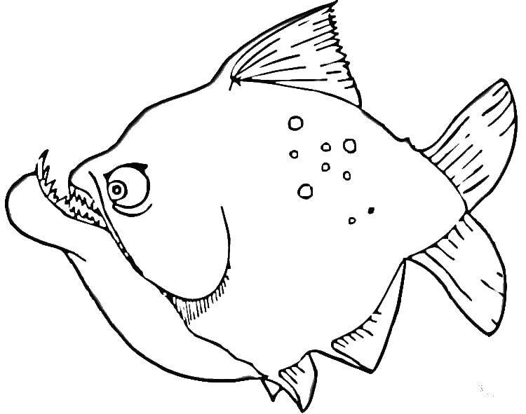 Coloring Fish with big mouth. Category coloring. Tags:  Underwater world, fish.
