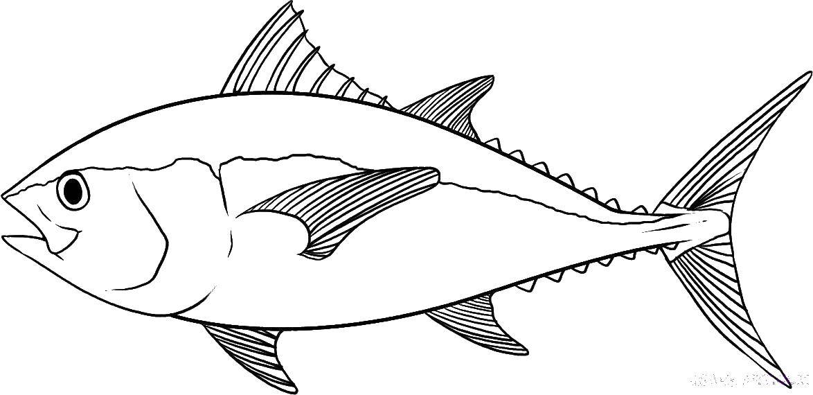 Название: Раскраска Рыба тунец. Категория: раскраски. Теги: Подводный мир, рыба.