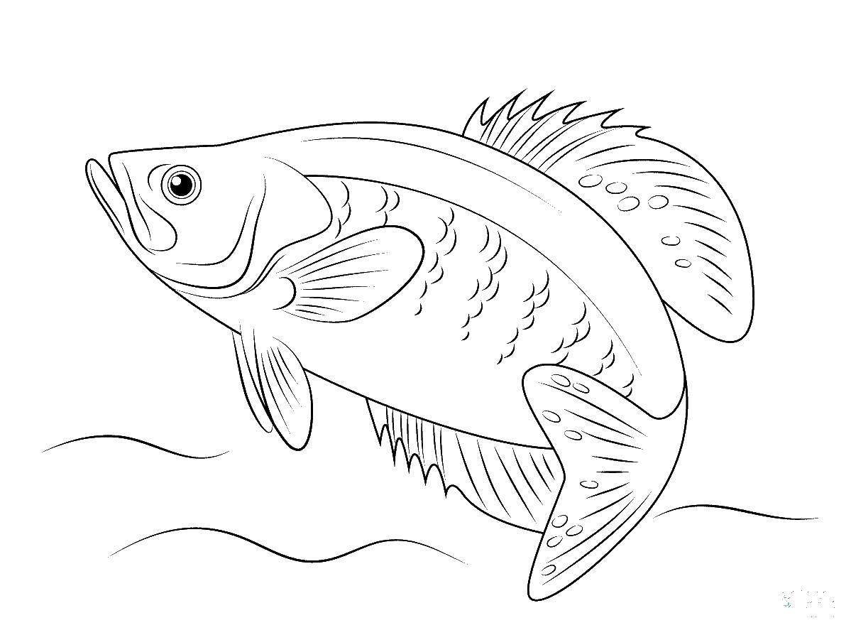 Название: Раскраска Рыба. Категория: рыбы. Теги: рыбы, вода, море, чешуя.